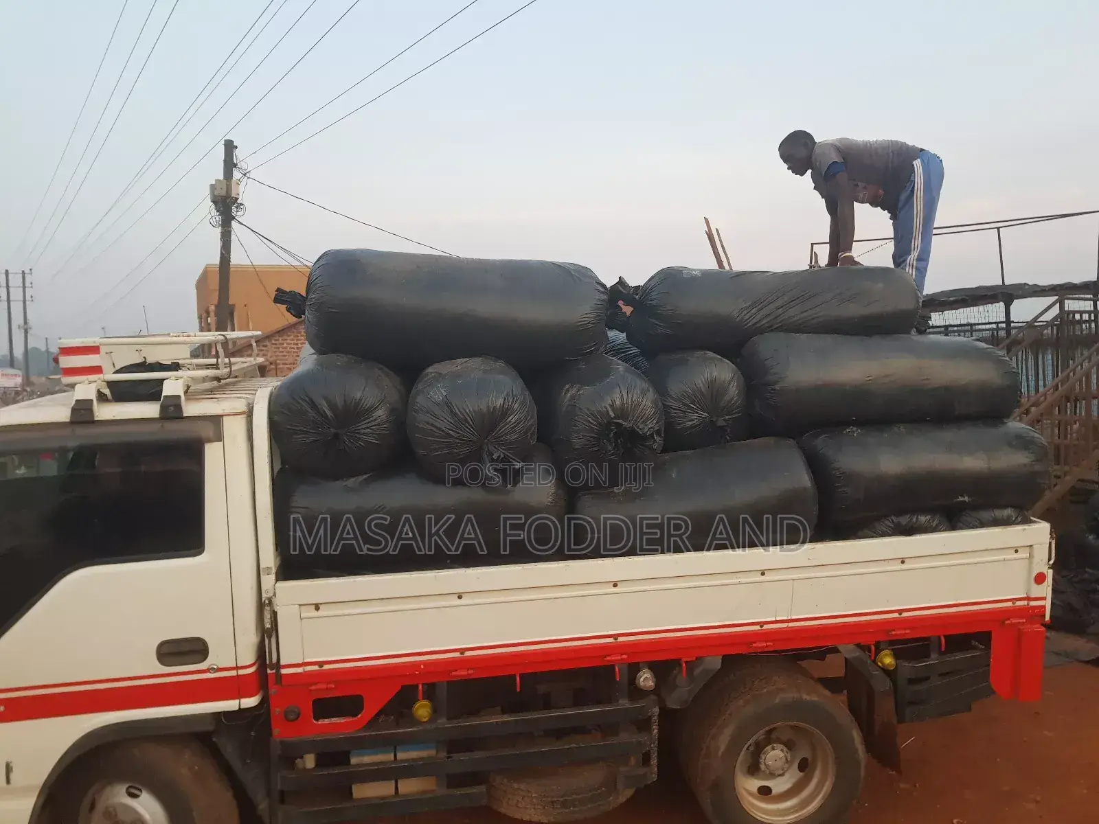 Maize Silage Chopped by Chopper