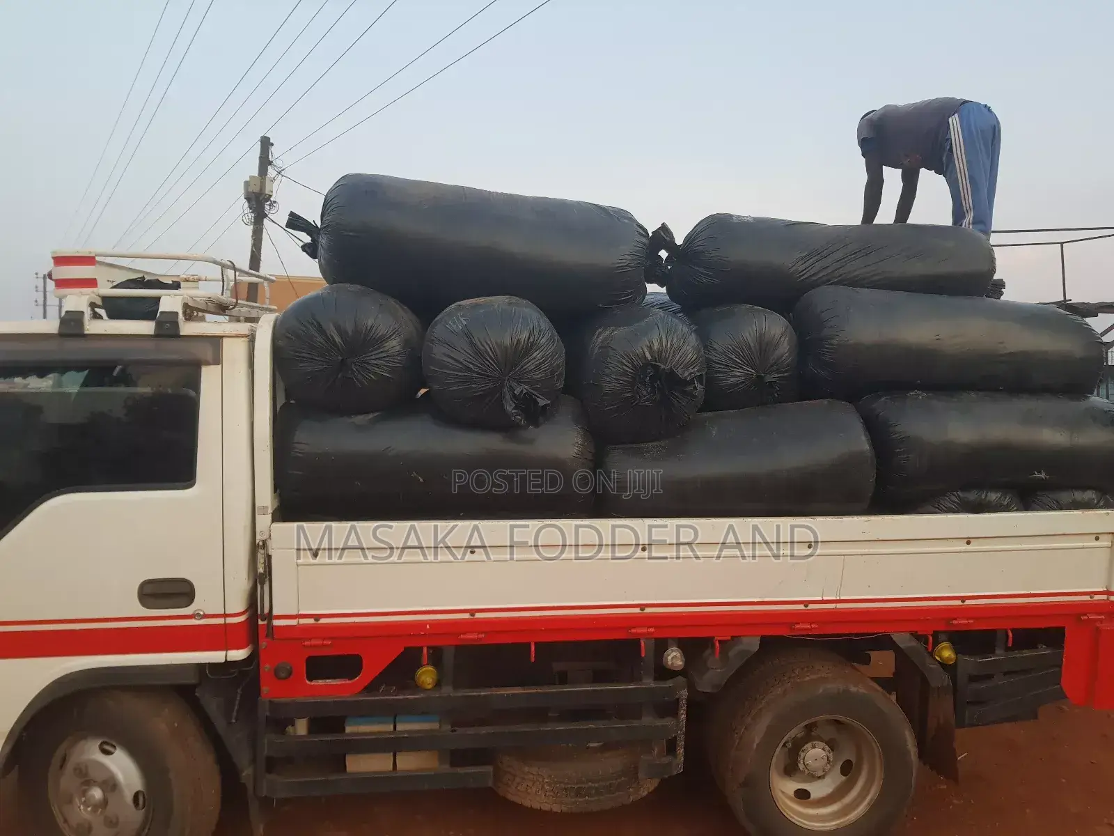 Maize Silage Chopped by Chopper