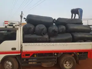 Maize Silage Chopped by Chopper