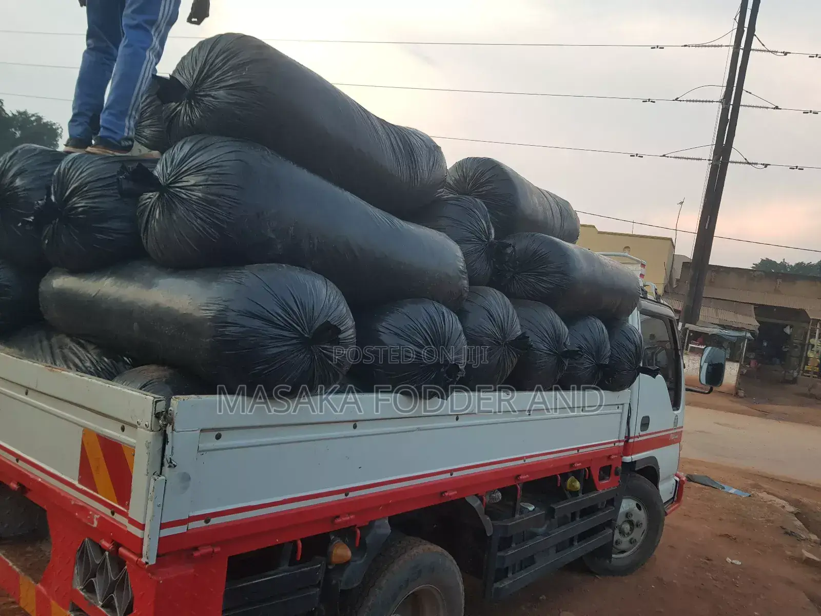 Maize Silage Chopped by Chopper