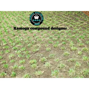 Natural Hybrid Paspalum Grass/ All Types