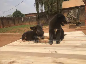 1-3 months Female Purebred German Shepherd