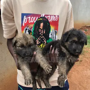 1-3 months Male Purebred German Shepherd