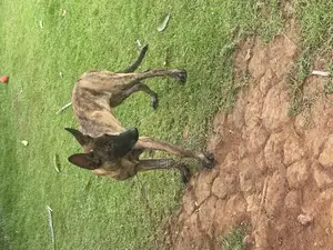 3-6 months Female Purebred Dutch Shepherd