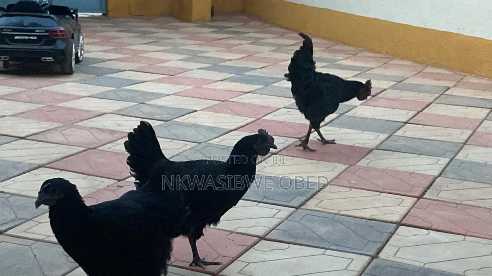Ayam Cemani Chicken