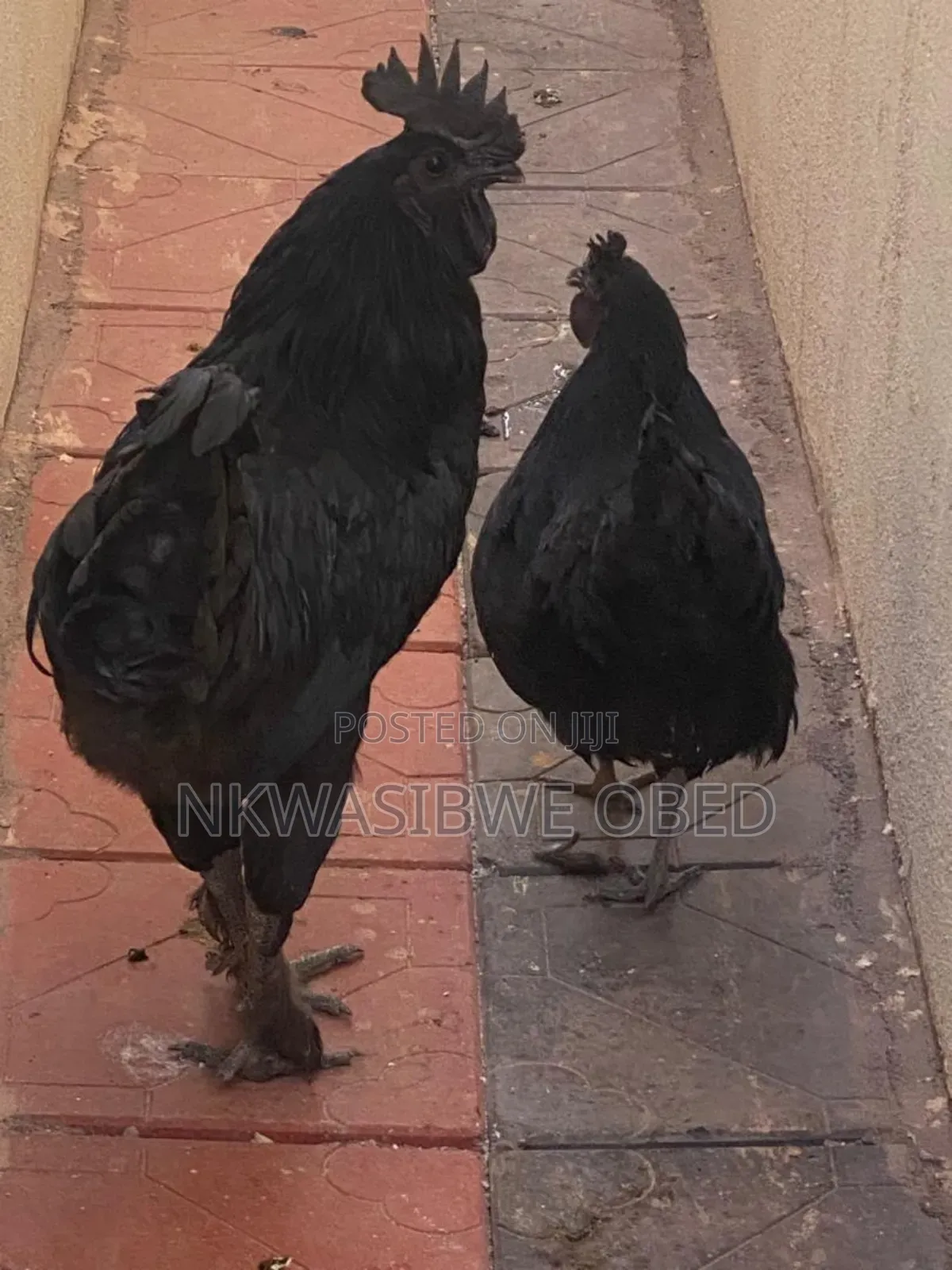 Ayam Cemani Chicken