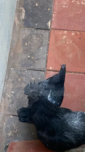 Ayam Cemani Chicken