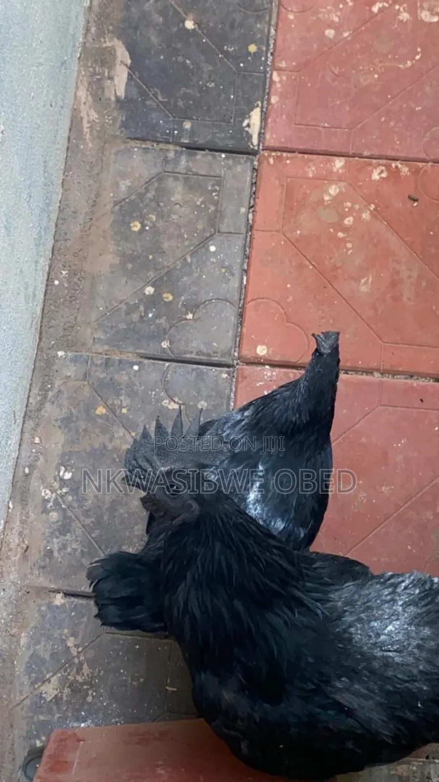 Ayam Cemani Chicken