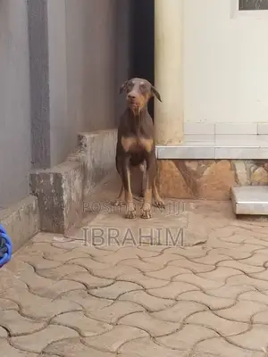 1-3 months Male Purebred Doberman Pinscher