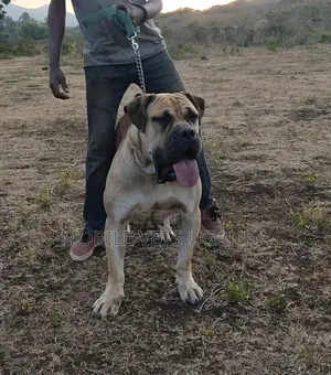 6-12 months Male Purebred Boerboel