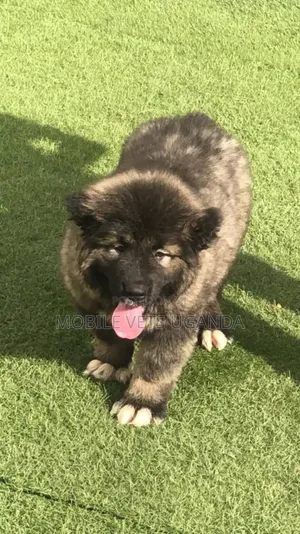 1-3 months Male Purebred Caucasian Shepherd
