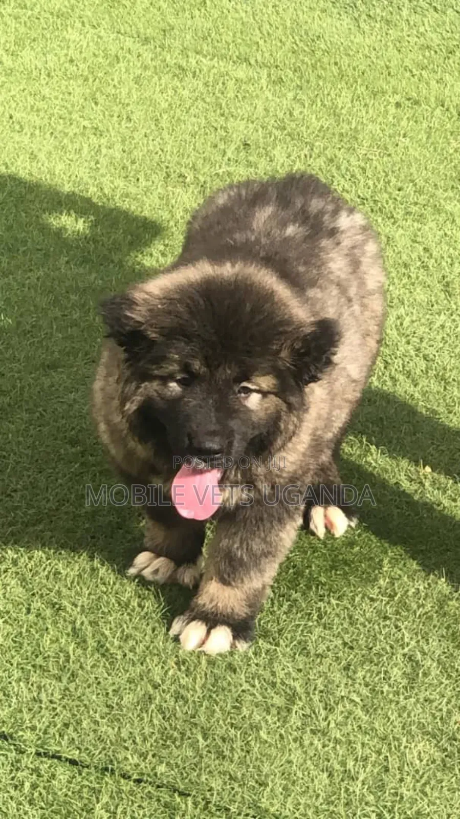 1-3 months Male Purebred Caucasian Shepherd
