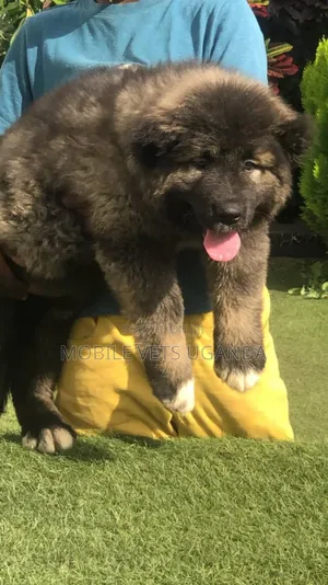 1-3 months Female Purebred Caucasian Shepherd