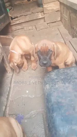 0-1 month Male Purebred Boerboel