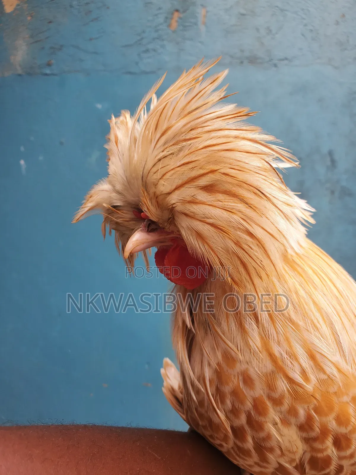 Polish Chicken