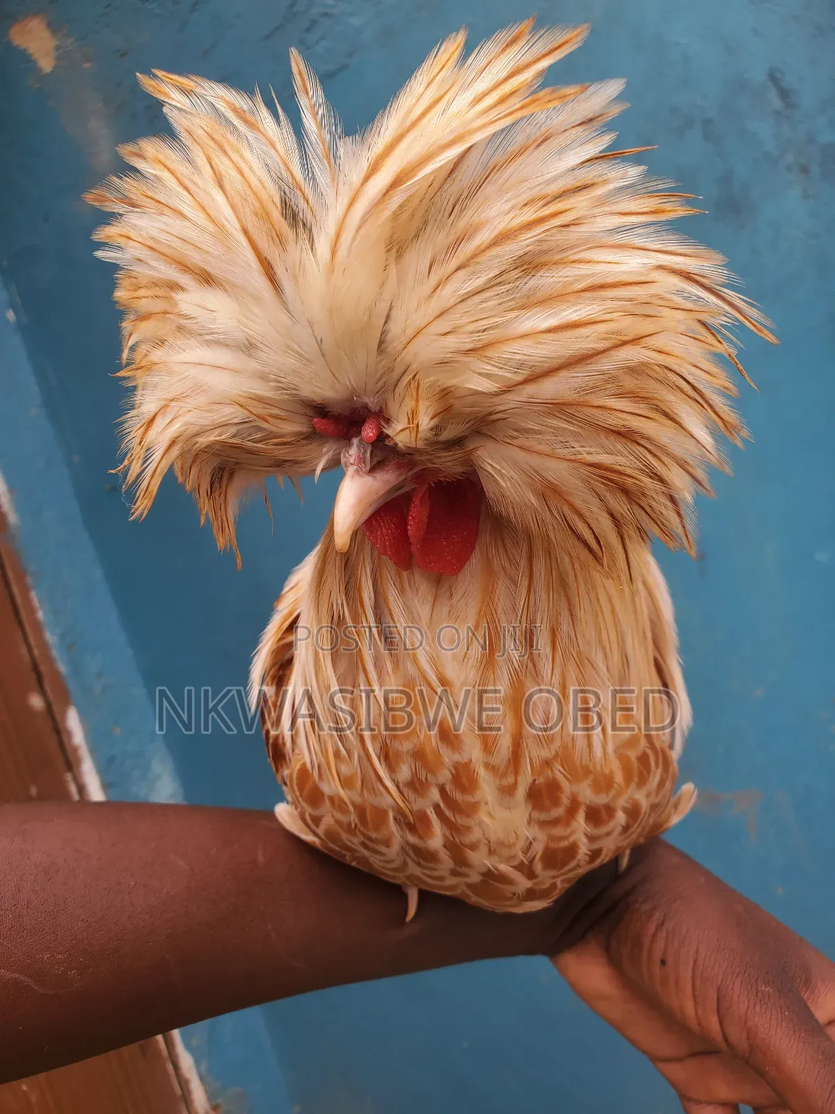 Polish Chicken