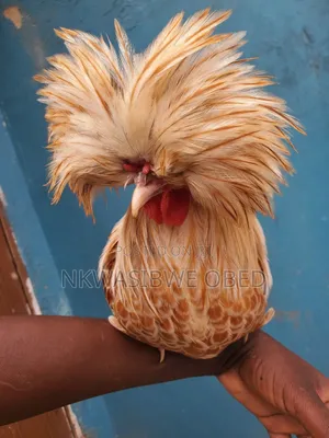 Polish Chicken