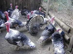 13KG Giant Turkey
