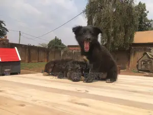 1-3 months Female Purebred German Shepherd
