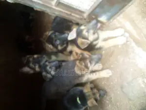 3-6 months Male Purebred German Shepherd