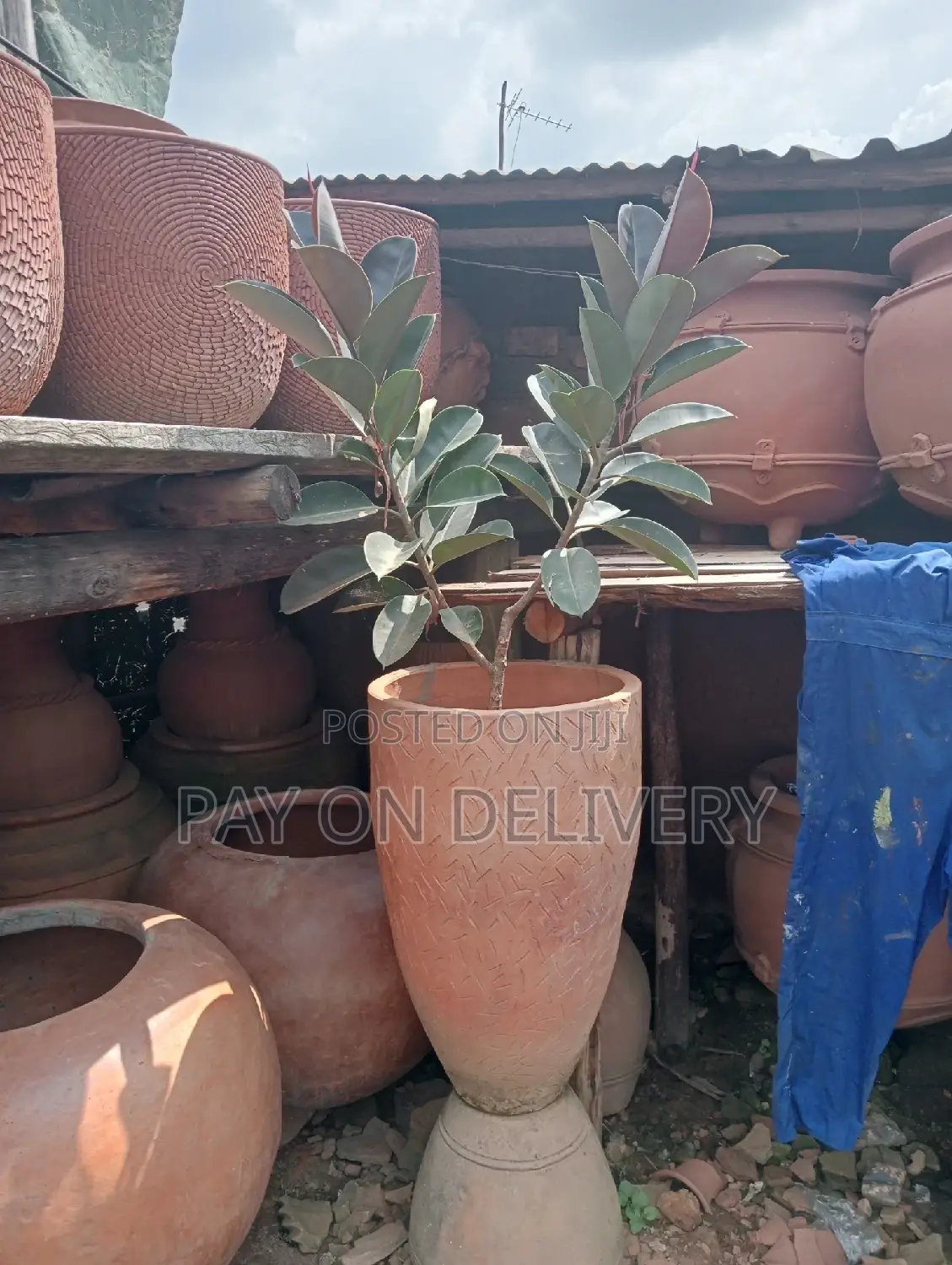 The Next (Flower Pots)