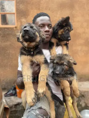 1-3 months Male Purebred German Shepherd