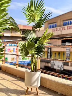 Artificial Plants