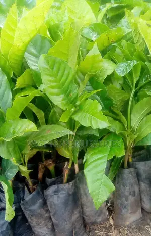 CWRD Coffee Seedlings