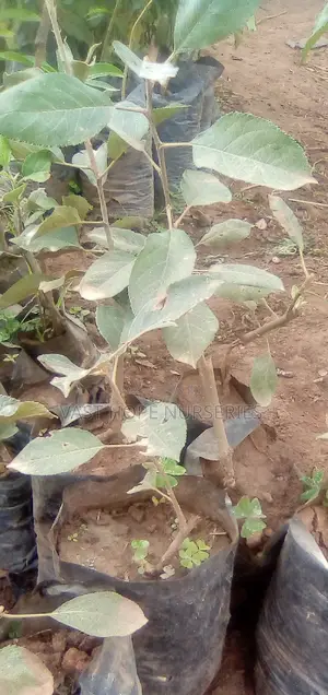 Apple Seedlings