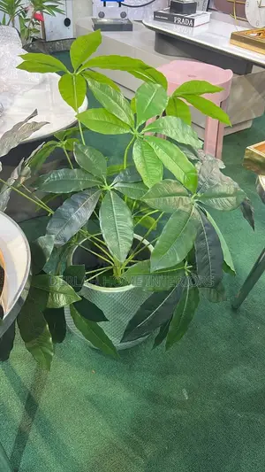 Artificial Plants