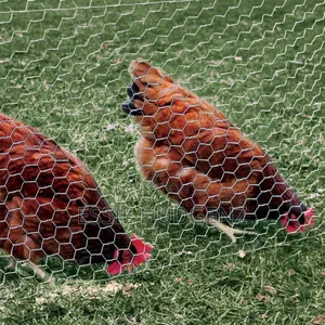 Chicken Wiremesh (2x20)M
