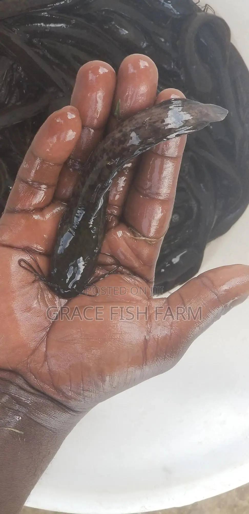 Young Catfish