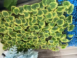 Water Plants Per Each Pieace