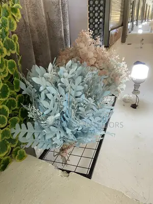 Conifer Plants Per Each