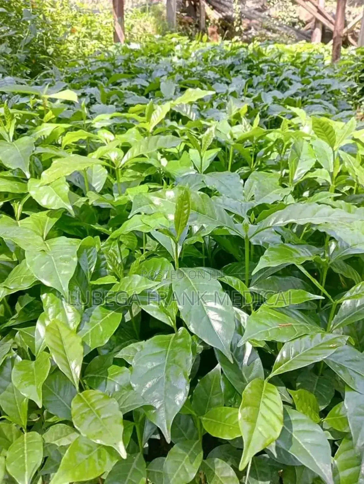 Coffee Seedlings