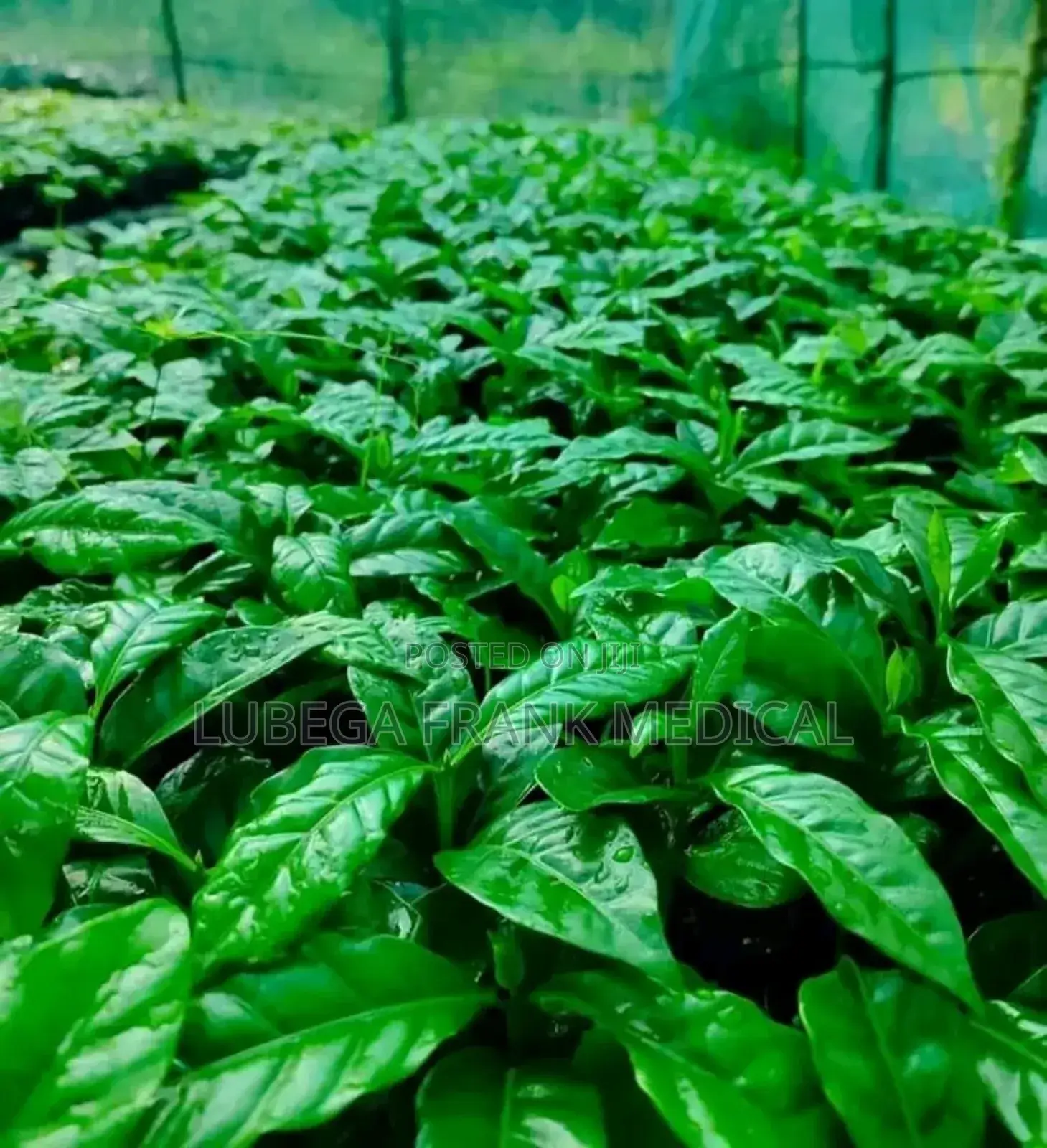 Coffee Seedlings