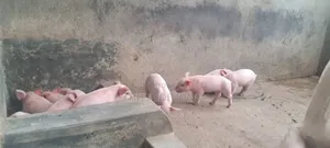 High Quality Piglets