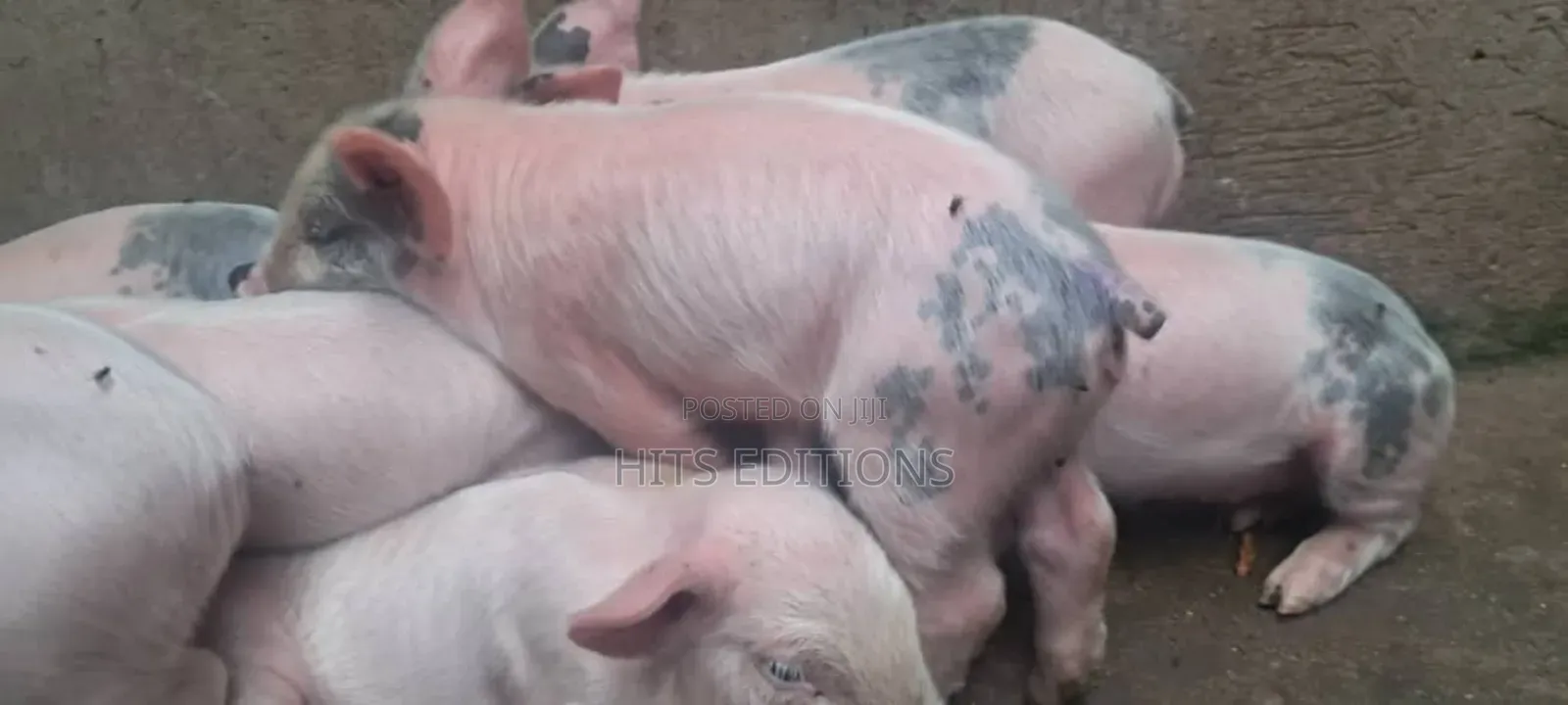High Quality Piglets