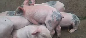 High Quality Piglets