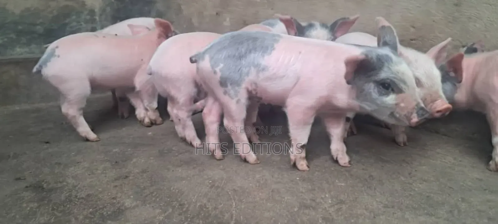 High Quality Piglets