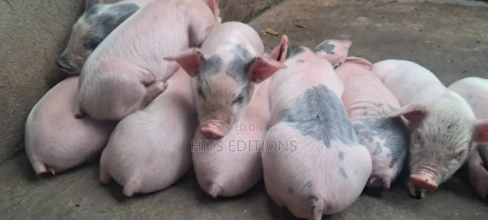 High Quality Piglets