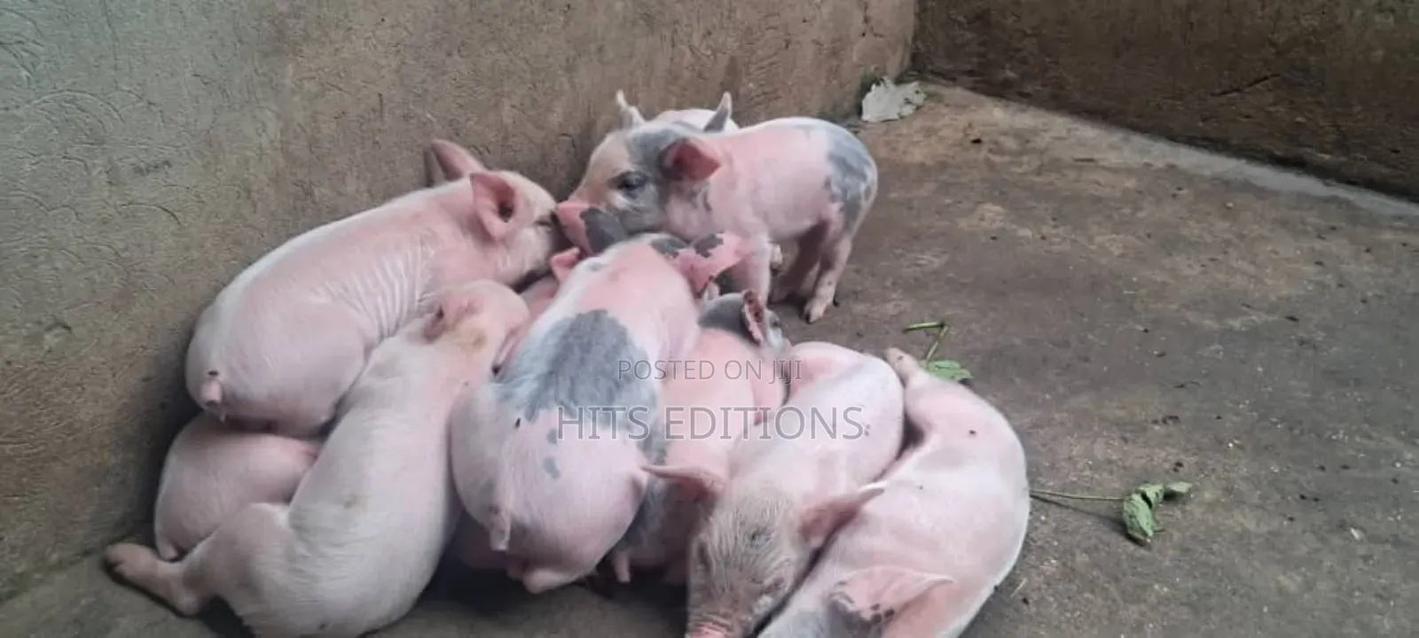 High Quality Piglets