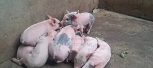 High Quality Piglets