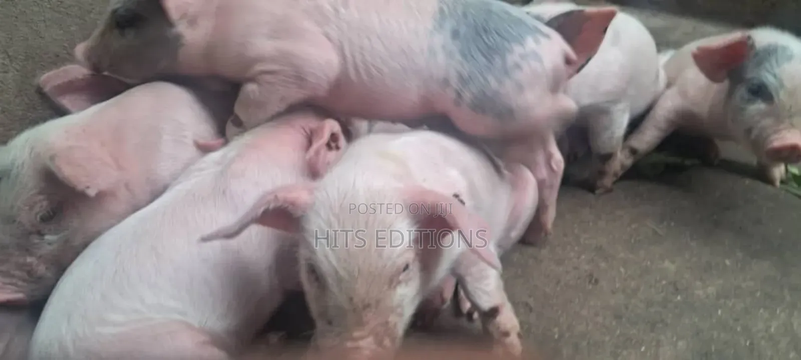 High Quality Piglets