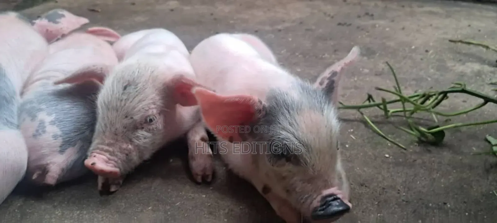 High Quality Piglets