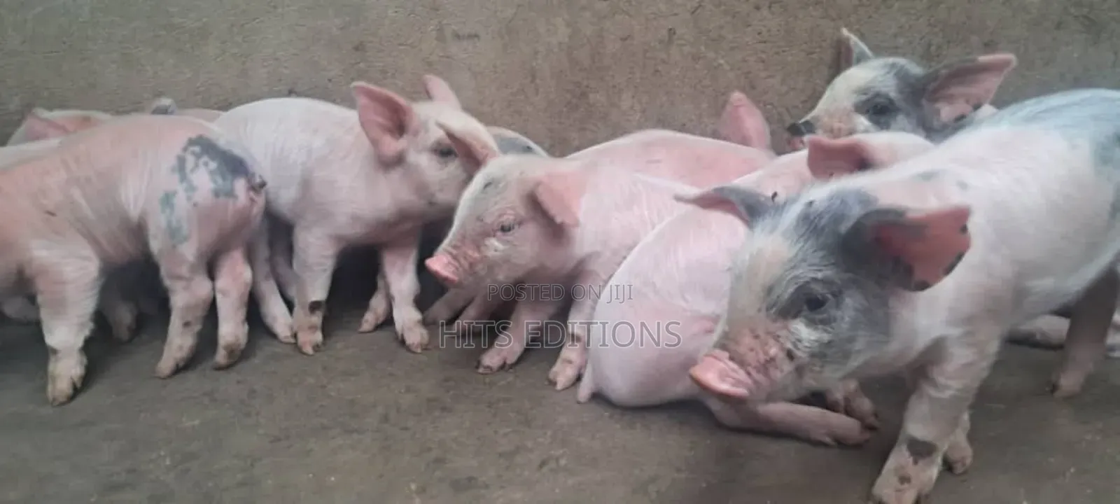High Quality Piglets