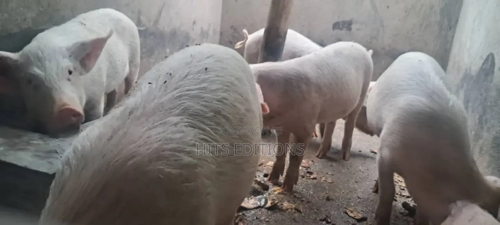 High Quality Piglets