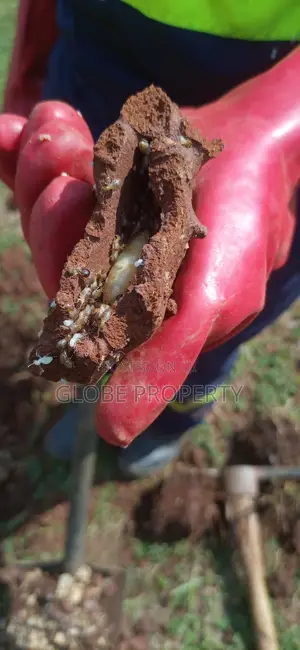 Fumigation and Pest Control Services