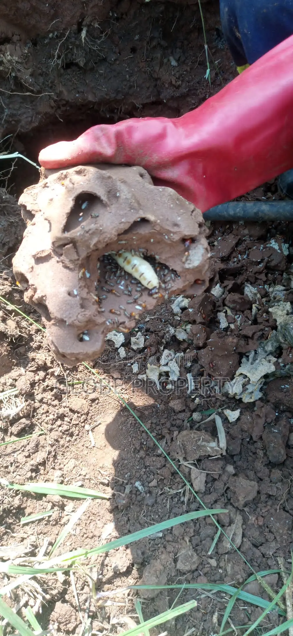 Fumigation and Pest Control Services