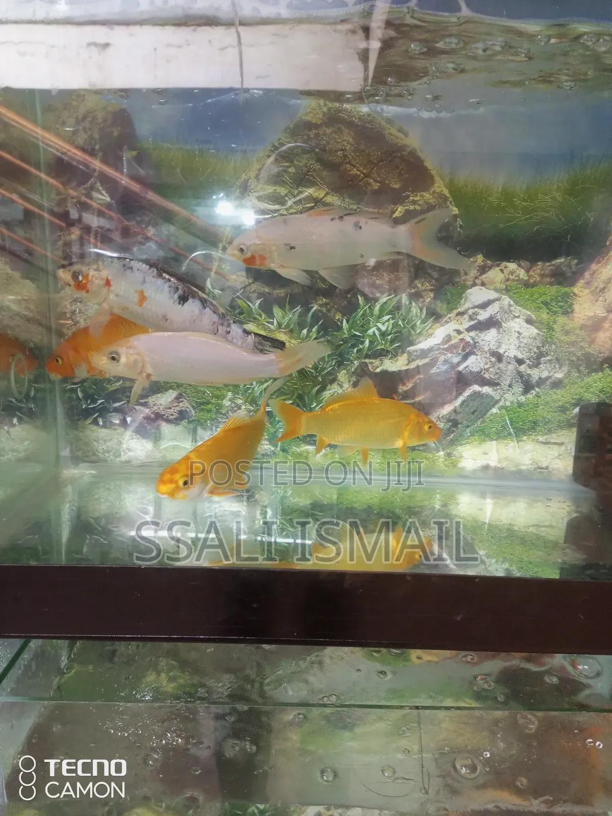 Best Size Koi Fish